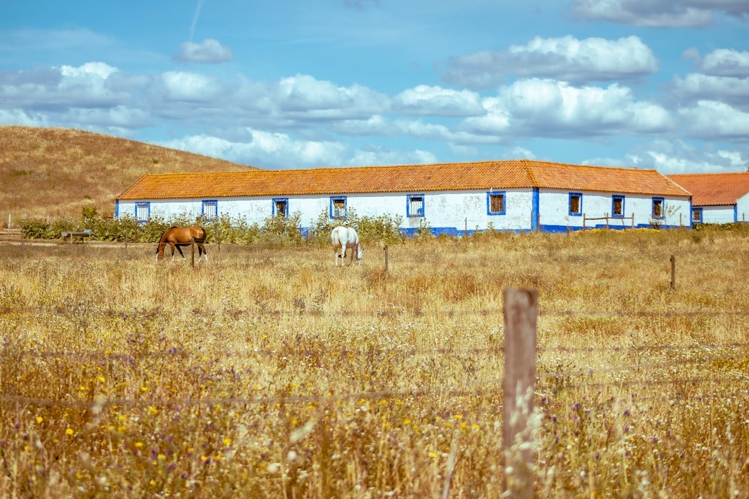 a couple of horses stand in a field